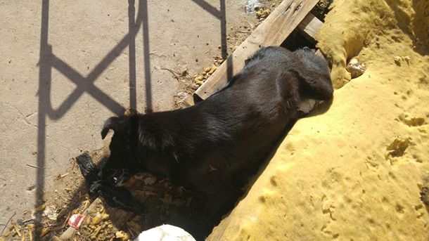 Brutal matanza de perros en Bahía Blanca: encuentran 15 animales envenenados