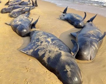 Desastre ecológico en India: hallan 40 ballenas muertas al sur del país