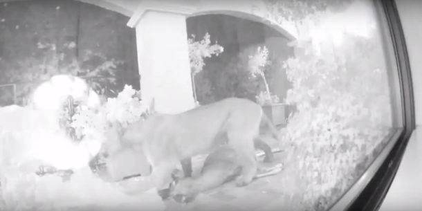 Una pareja filmó el ataque de un puma a un ciervo