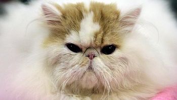 iran convertira a un gato persa en astronauta y lo enviara al espacio iran convertira a un gato persa en astronauta y lo enviara al espacio