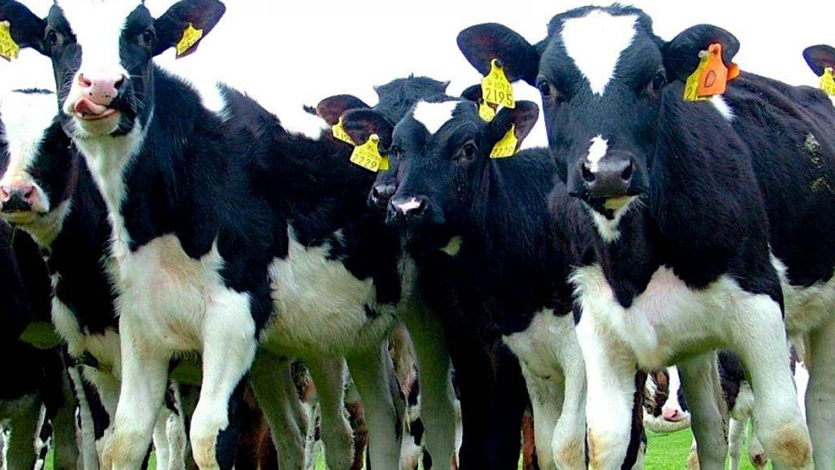 Conmoción en Córdoba nació un ternero con dos cabezas