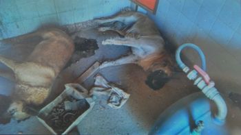 denuncian una matanza de perros en el predio del hospital posadas denuncian una matanza de perros en el predio del hospital posadas