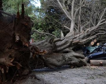 Gentileza RioNegro.com.ar