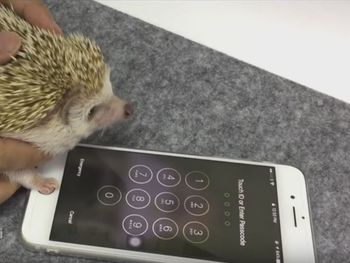 Un erizo desbloquea un iPhone