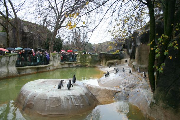 El público tuvo que evacuar el zoológico de Vincennes por los monos sueltos