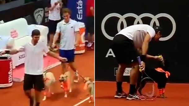 Los perros alcanza pelotas se robaron el show en el abierto de tenis de Brasil