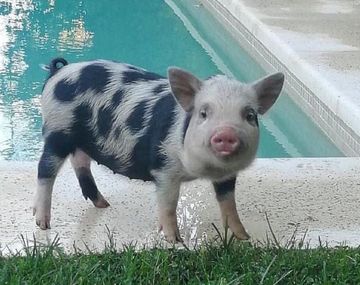 Denuncian a un hombre por adoptar y matar a una minipig para hacerla a la parrilla