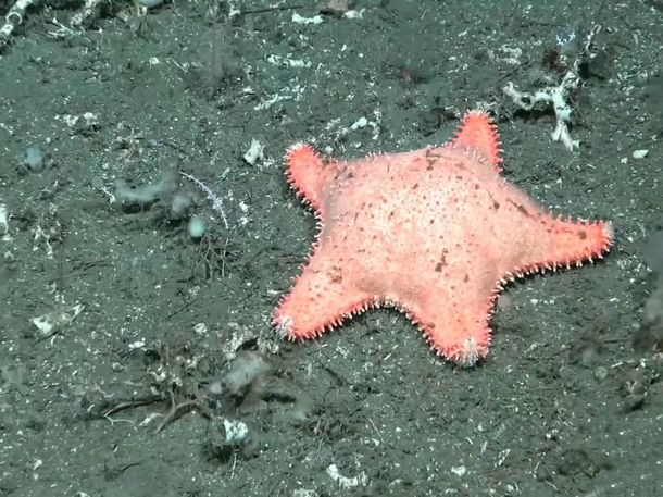 Investigadores del CONICET hallaron otra estrella culona y bromearon sobre el ejemplar: No hizo mucho ejercicio