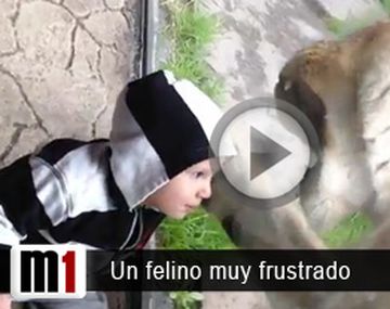 Felino frustrado - columna 2