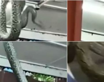 Una serpiente enorme rompió el techo de un restaurante en Japón.