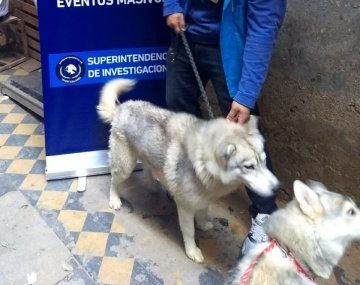 Rescataron a nueve siberianos abandonados en una casa
