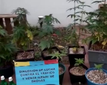 Montan un invernadero de marihuana en Flores para vender con take away
