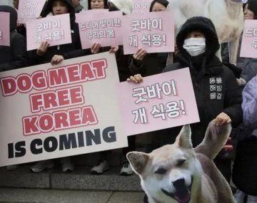 Se viene la Corea libre de carne de perro y Adiós comida de perros, algunos de los carteles a favor de la nueva ley