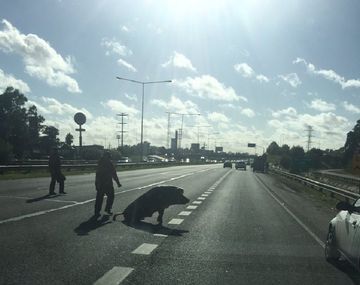Un chancho apareció en la Panamericana - Crédito:&nbsp;@clauzakhem