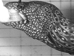 Piraña2