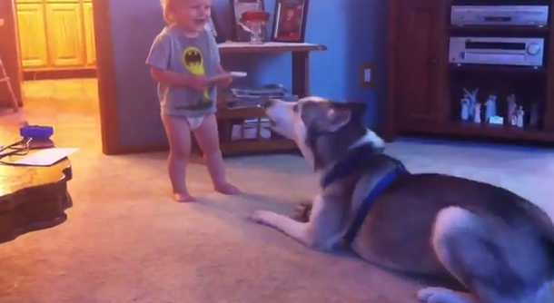 VIDEO: Extraña y divertida conversación entre un siberiano y un bebé