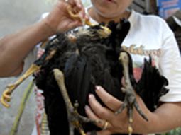 Gallo