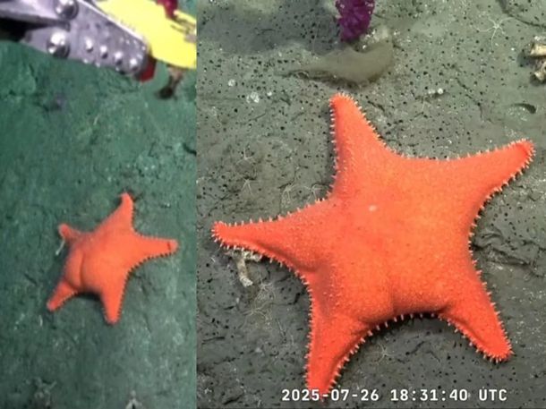 Estrella de mar culona: qué se sabe de la especie encontrada en Mar del Plata