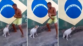 video: mira al perro brasileno que es furor en internet con su particular baile video: mira al perro brasileno que es furor en internet con su particular baile