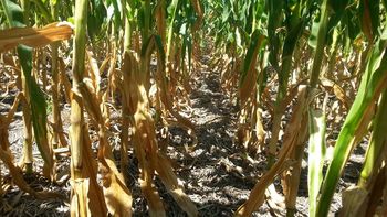 Este es el tercer año consecutivo en el que se declara una emergencia climática para el agro en Uruguay. Este es el tercer año consecutivo en el que se declara una emergencia climática para el agro en Uruguay.