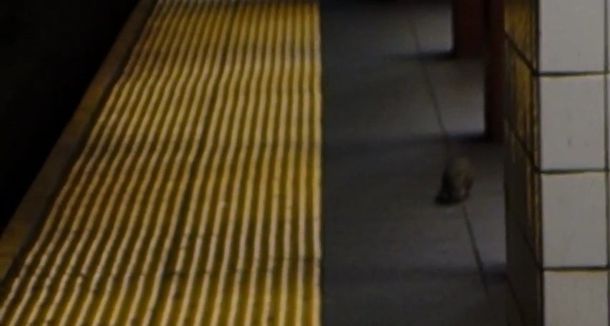 [VIDEO] Un periodista graba su pelea con una rata en el subte de Nueva York