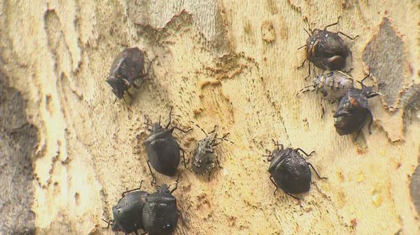 Vecinos denuncian una invasión de chinches en Villa Luro