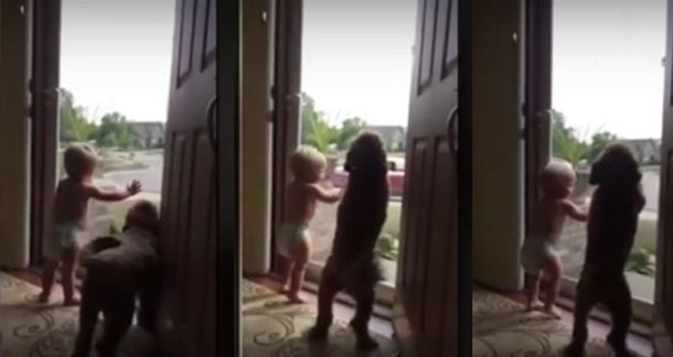 Imperdible video: La emotiva reacción de un bebé y un perro cuando su padre llega a casa