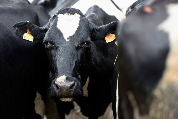 El Inale impulsa un plan para duplicar la producción de leche de Uruguay en los próximos 12 años.