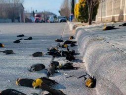 Conmoción en México por cientos de pájaros migrantes que cayeron sin explicación