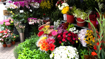 ¿cuanto cuestan las flores para el dia de la primavera? ¿cuanto cuestan las flores para el dia de la primavera?