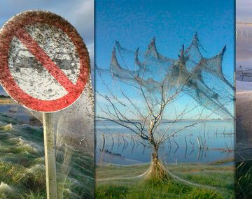 Tremenda invasión de arañas