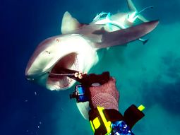 Un pescador fue atacado por un tiburón en Australia Un pescador fue atacado por un tiburón en Australia