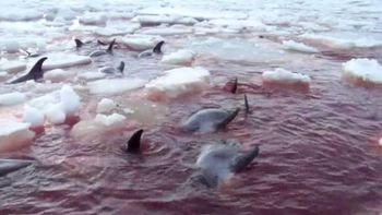 mas de 30 delfines murieron atrapados en el hielo mas de 30 delfines murieron atrapados en el hielo