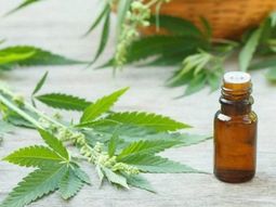 Polémico fallo del gobernador de Chubut: vetó la ley que habilitaba el uso del cannabis