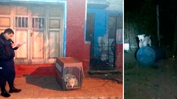 Ahora en San Luis: un dogo mató a un nene de un año