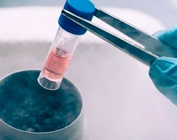 Buscan poner límite de 10 años para la conservación de embriones congelados