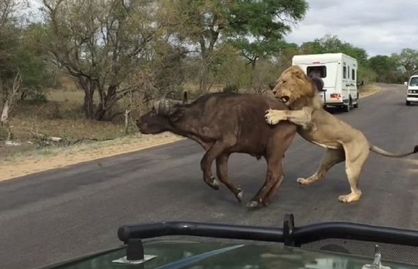 VIDEO: Leones se comen un búfalo frente a un grupo de turistas