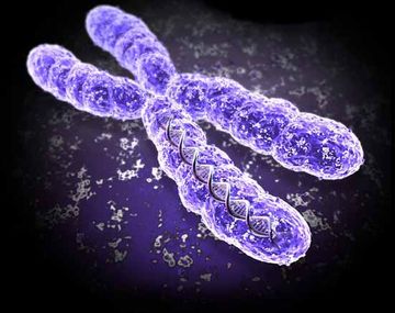 Una científica asegura que el género masculino se extinguirá