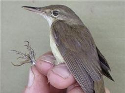 Pajaro extinguido tailandia EFE