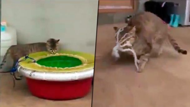 Un gato se peleó cuerpo a cuerpo con un calamar, ¿quién ganó?