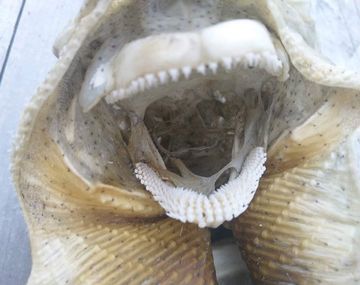 Macabro hallazgo de una criatura monstruosa en una playa de Nueva Zelanda