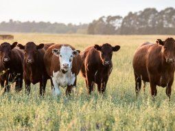 el gobierno declaro la emergencia agropecuaria en las provincias de buenos aires, entre rios y rio negro el gobierno declaro la emergencia agropecuaria en las provincias de buenos aires, entre rios y rio negro