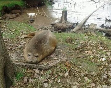 Vecinos denuncian que hay un lobo marino perdido en San Fernando