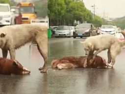 El perro no quiso abandonar a su amigo que murió en la calle El perro no quiso abandonar a su amigo que murió en la calle