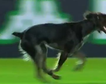 Otro perro fue protagonista del fútbol argentino: Almeyda le echó la culpa de la derrota