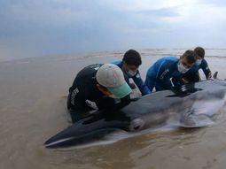 Rescataron a una ballena que había quedado varada en San Clemente del Tuyú