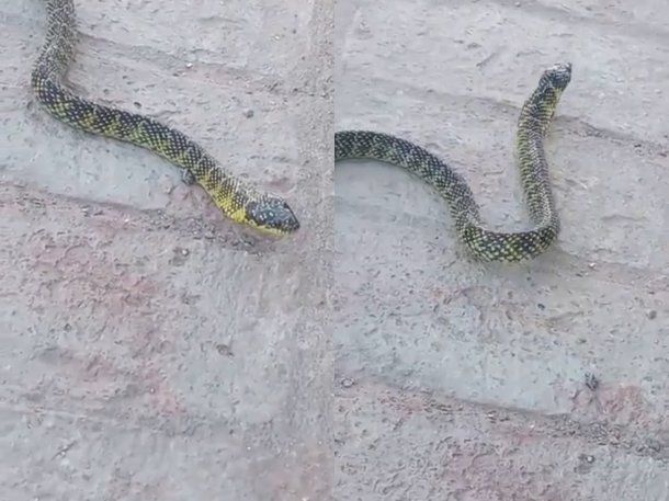 Merlo: encontraron una víbora de casi dos metros suelta en plena calle