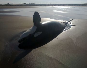 Encuentran una orca muerta en una playa de Claromecó