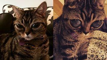 la gatita alienigena copo la web la gatita alienigena copo la web