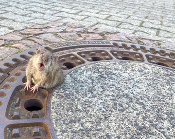 Una rata gorda se hizo viral cuando quedó atascada en una alcantarilla